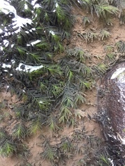 Fissidens fontanus