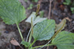 Plantago major