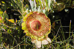 Protea effusa