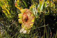 Protea effusa