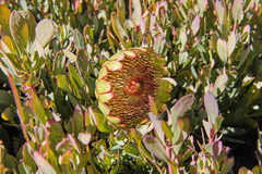 Protea effusa