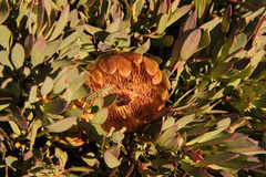Protea effusa
