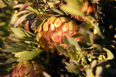 Protea effusa