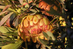 Protea effusa