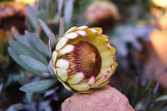 Protea effusa