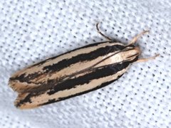 Ardozyga chionoprora