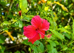 Hibiscus rosa-sinensis