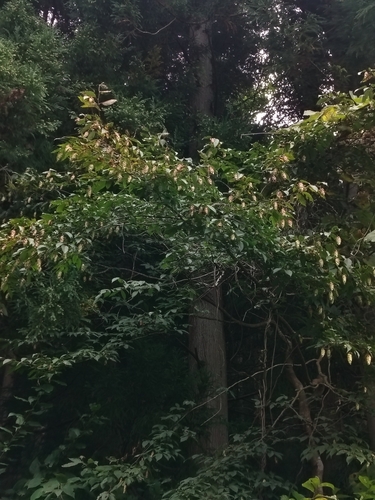 Image of Carpinus japonica by no rights reserved