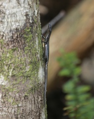 Snake-Eyed Skink photo 5
