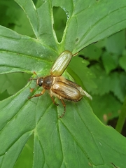 Amphimallon solstitiale