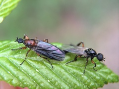 Bibio articulatus