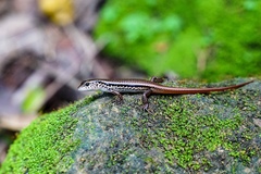 Sphenomorphus indicus