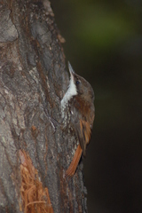 Pygarrhichas albogularis