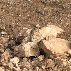 Atlantoxerus getulus