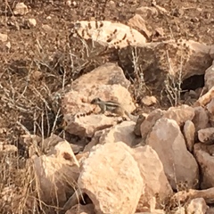 Atlantoxerus getulus