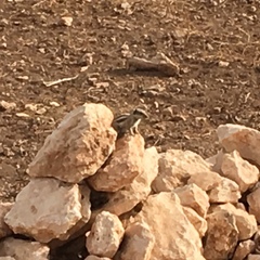 Atlantoxerus getulus