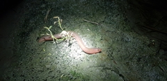 Monopterus albus