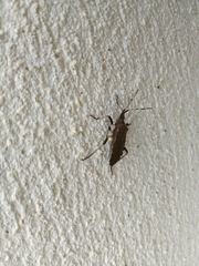 Dicranocephalus agilis