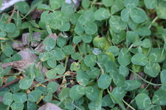 Trifolium repens