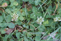 Trifolium repens