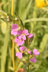 Lythrum junceum