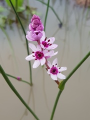 Wurmbea stricta