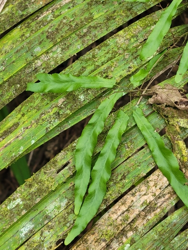 Lygodium reticulatum (Lygodium reticulatum)