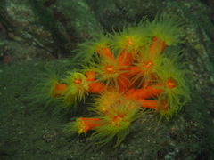 Dendrophyllia