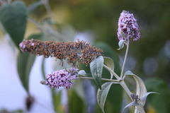 Buddleja davidii