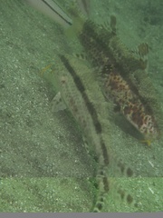 Bensasi Goatfish photo 2