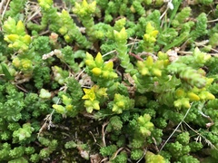 Sedum acre