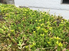 Sedum acre
