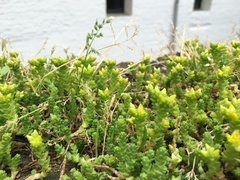 Sedum acre
