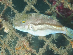 Canthigaster rivulata