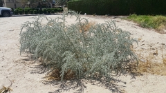 Cornulaca aucheri