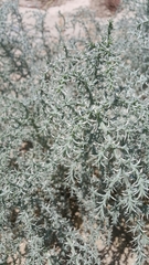 Cornulaca aucheri