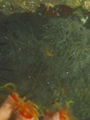 Chirostylus ortmanni