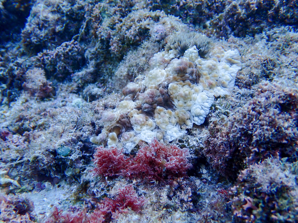 Warty Sucking Dorid
