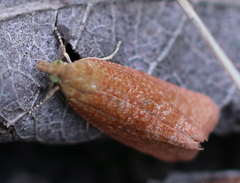 Celypha rufana
