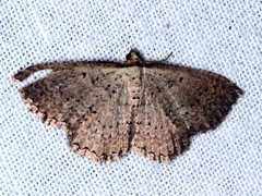 Chrysolarentia microcyma