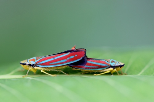 Red-banded Leafhopper, photo 4 of 7
