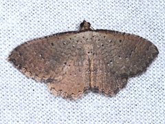 Chrysolarentia microcyma