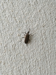 Dicranocephalus agilis