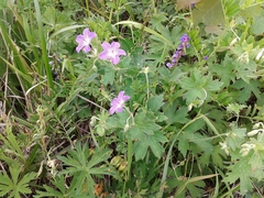 Geranium wlassovianum