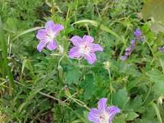 Geranium wlassovianum