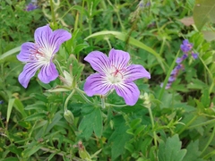 Geranium wlassovianum