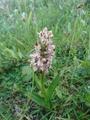 Dactylorhiza incarnata incarnata