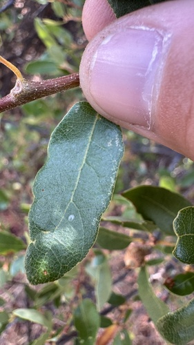 Torrey's Hybrid Oak