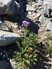 Polemonium elegans