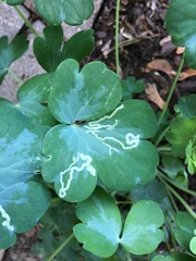 Phytomyza minuscula group